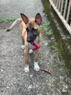 Daisy - Belgian Shepherd Malinois Mix Dog