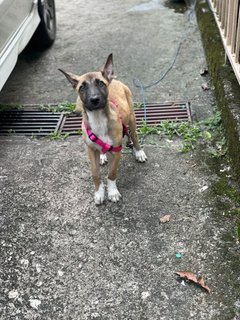 Daisy - Belgian Shepherd Malinois Mix Dog