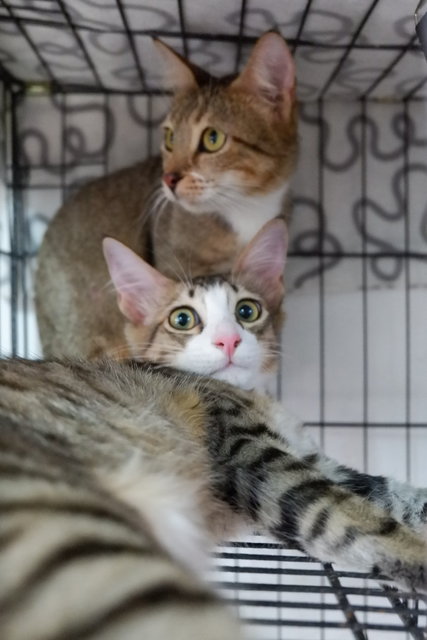 Miso And Tora - Domestic Short Hair Cat