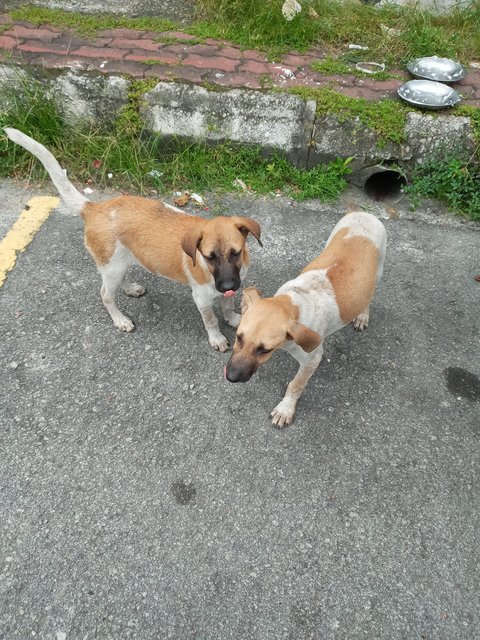 Ngek Ngek - Mixed Breed Dog