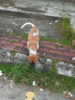 Ngek Ngek - Mixed Breed Dog