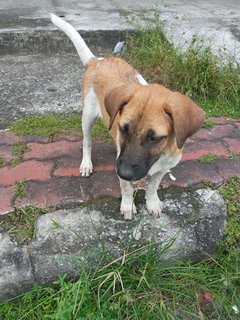 Ngek Ngek - Mixed Breed Dog