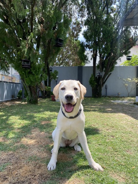 Dellerr  - Labrador Retriever Dog