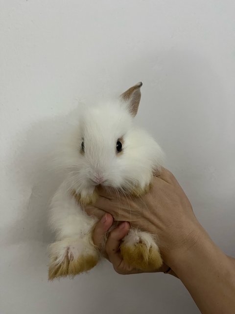 Bunnies - Dwarf + Lionhead Rabbit