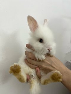 Bunnies - Dwarf + Lionhead Rabbit