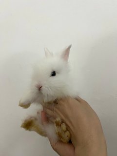 Bunnies - Dwarf + Lionhead Rabbit