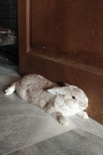 Timmy the doorstopper.