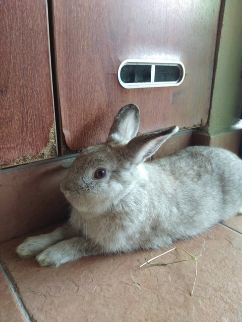 Timmy (Timothy) - Netherland Dwarf + Mini Rex Rabbit