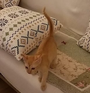 Sunshine. - Domestic Short Hair Cat