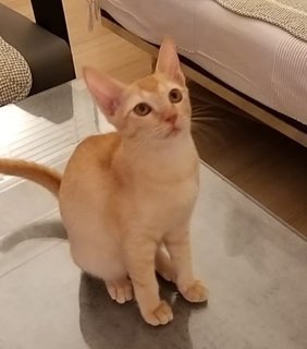 Sunshine. - Domestic Short Hair Cat