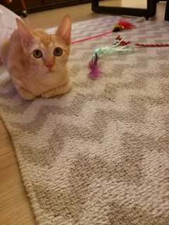 Sunshine. - Domestic Short Hair Cat