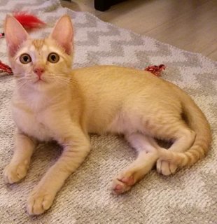 Sunshine. - Domestic Short Hair Cat