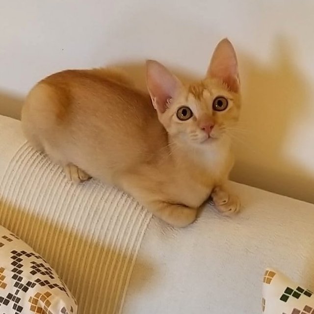 Sunshine. - Domestic Short Hair Cat