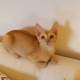 Sunshine. - Domestic Short Hair Cat