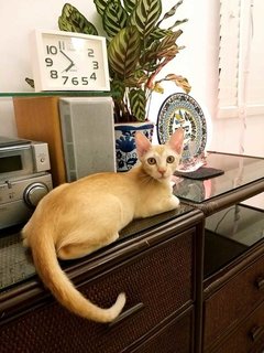 Sunshine. - Domestic Short Hair Cat