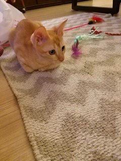 Sunshine. - Domestic Short Hair Cat
