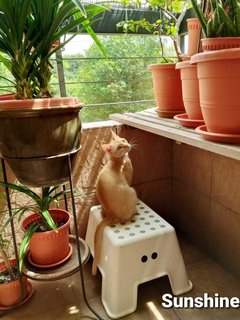 Sunshine. - Domestic Short Hair Cat