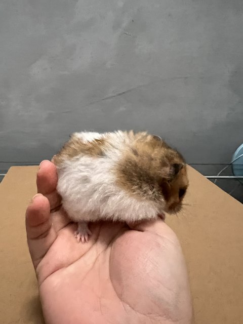 Mocci - Syrian / Golden Hamster Hamster