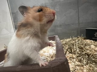 Mocci - Syrian / Golden Hamster Hamster