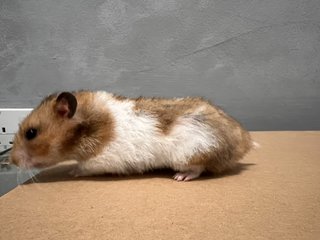 Mocci - Syrian / Golden Hamster Hamster