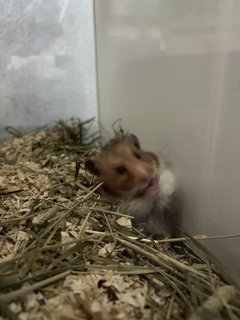 Mocci - Syrian / Golden Hamster Hamster