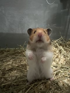 Mocci - Syrian / Golden Hamster Hamster