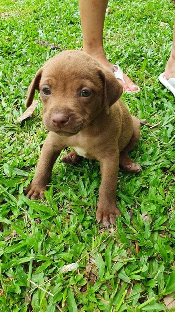 Mocha - Mixed Breed Dog