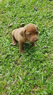 Mocha - Mixed Breed Dog