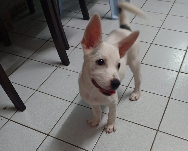 Cutie - Husky Mix Dog