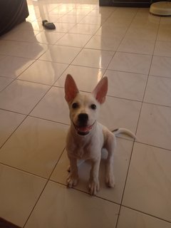 Cutie - Husky Mix Dog