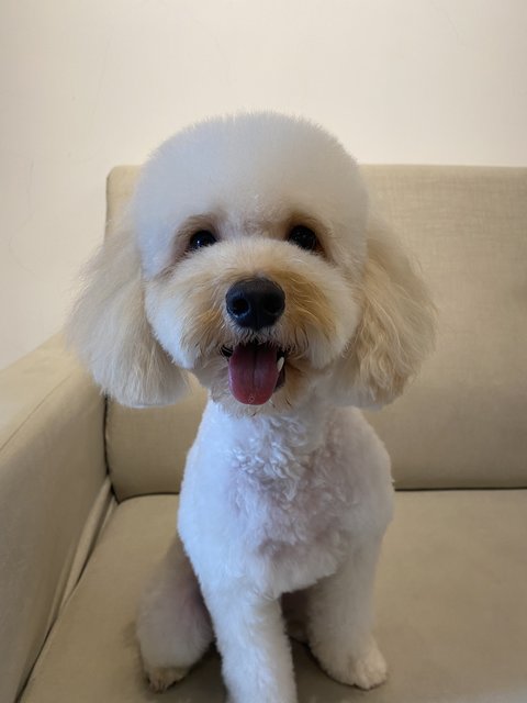 Rou Bao - Poodle Dog