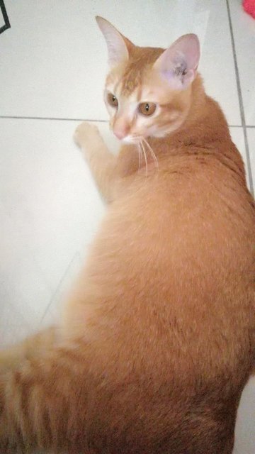 Orenji - Domestic Short Hair Cat