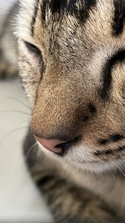 Tail Tail - Domestic Short Hair + Tabby Cat