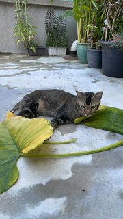 Tail Tail - Domestic Short Hair + Tabby Cat