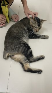 Tail Tail - Domestic Short Hair + Tabby Cat