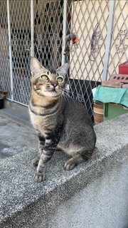 Tail Tail - Domestic Short Hair + Tabby Cat