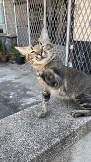 Tail Tail - Domestic Short Hair + Tabby Cat