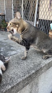 Tail Tail - Domestic Short Hair + Tabby Cat