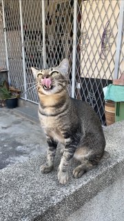 Tail Tail - Domestic Short Hair + Tabby Cat