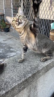 Tail Tail - Domestic Short Hair + Tabby Cat