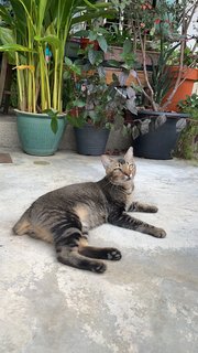 Tail Tail - Domestic Short Hair + Tabby Cat