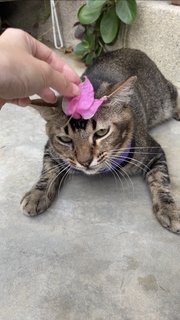 Tail Tail - Domestic Short Hair + Tabby Cat