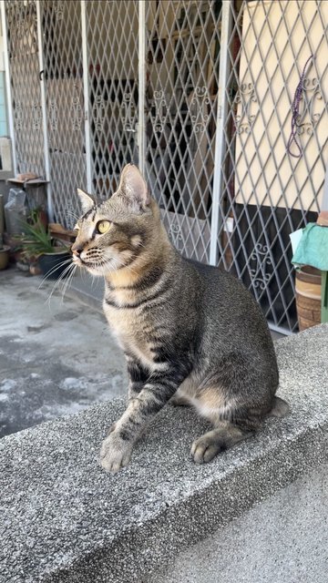 Tail Tail - Domestic Short Hair + Tabby Cat