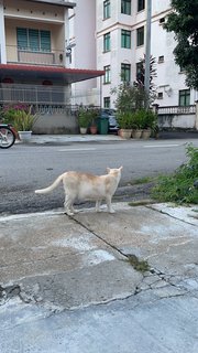 Onion🧅  - Domestic Short Hair + Siamese Cat