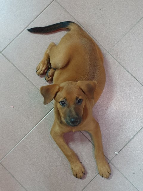 Bhairavi - Mixed Breed Dog