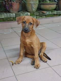 Bhairavi - Mixed Breed Dog