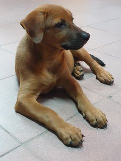 Bhairavi - Mixed Breed Dog