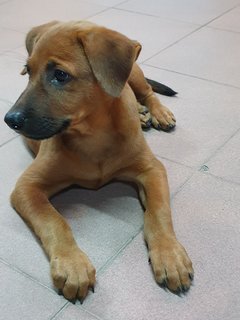 Bhairavi - Mixed Breed Dog