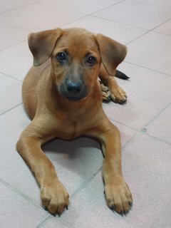 Bhairavi - Mixed Breed Dog