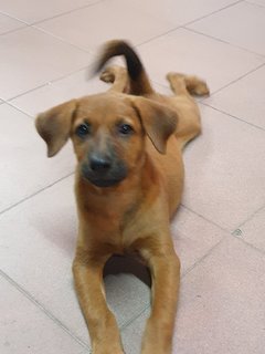 Bhairavi - Mixed Breed Dog